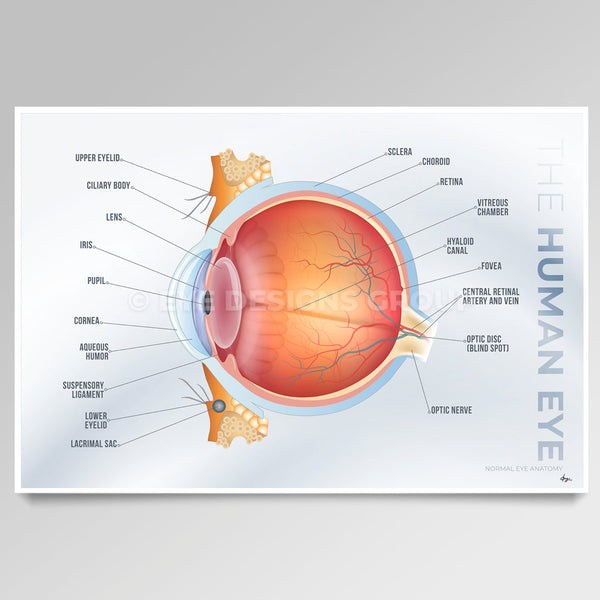 OPTICAL ART Eye Anatomy I